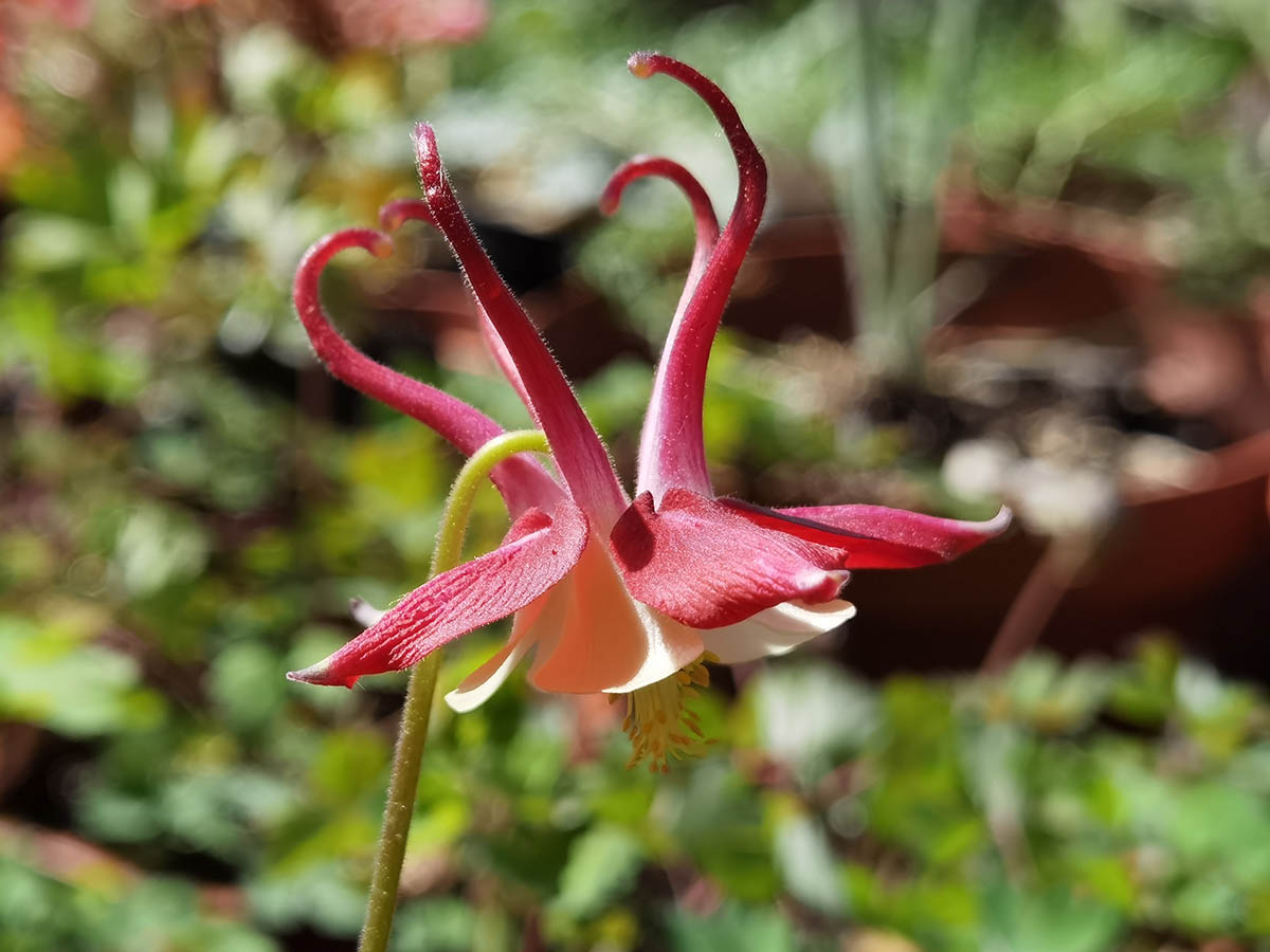 Aquilegia Caerulea 'Koralle'